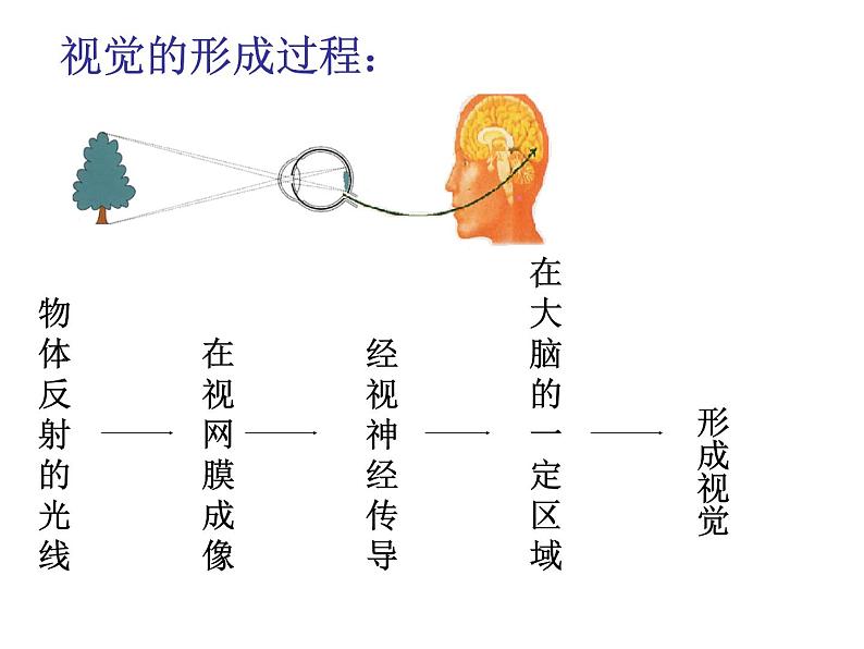 4.6.1人体对外界环境的感知课件第5页