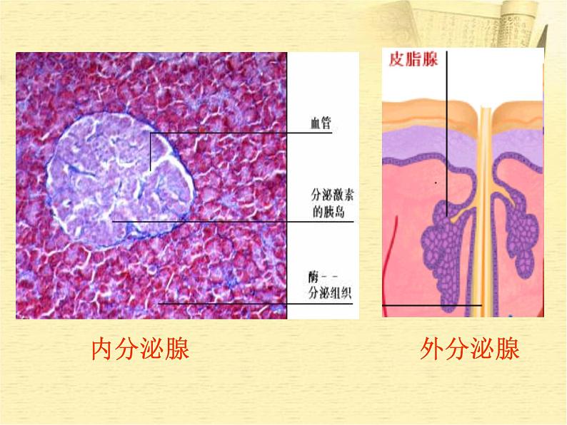 七年级生物下册_第四节_激素调节课件第4页