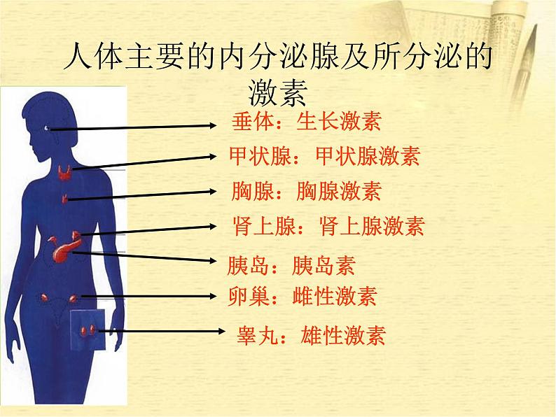 七年级生物下册_第四节_激素调节课件第6页