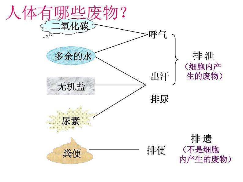 第五章人体内废物的排出课件PPT第3页