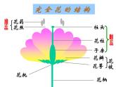 7.1.1植物的生殖课件