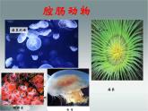 5.1.1腔肠动物和扁形动物课件PPT