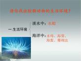 5.1.1腔肠动物和扁形动物课件PPT