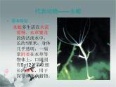 5.1.1腔肠动物和扁形动物课件PPT