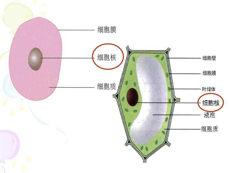 7.2.2基因在亲子代间的传递课件PPT第2页