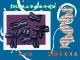 7.2.2基因在亲子代间的传递课件PPT