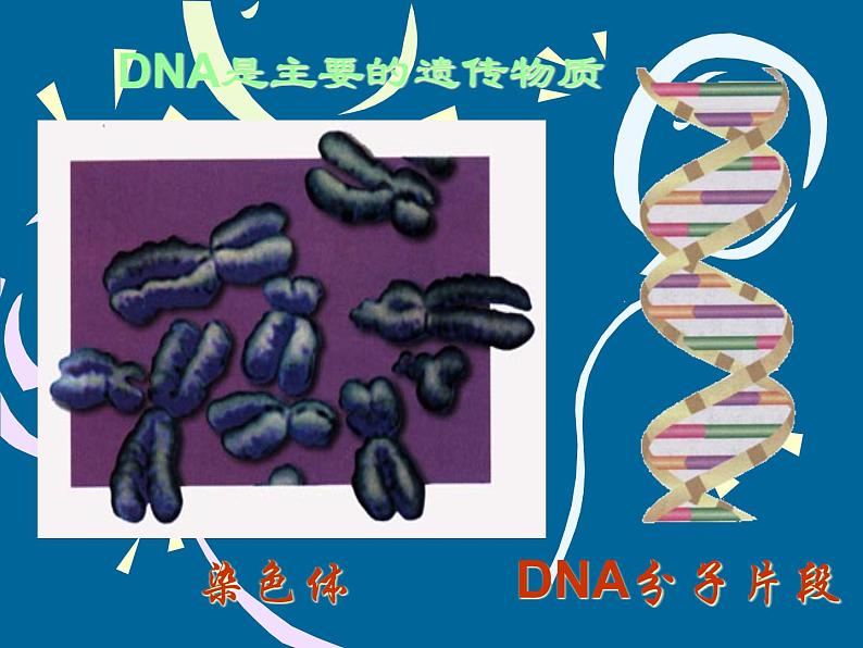 7.2.2基因在亲子代间的传递课件PPT第3页