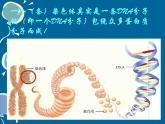 7.2.2基因在亲子代间的传递课件PPT