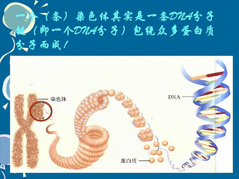 7.2.2基因在亲子代间的传递课件PPT第4页