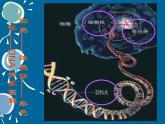 7.2.2基因在亲子代间的传递课件PPT