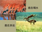 八年级生物 5.2.1动物的运动课件PPT
