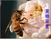 八年级生物 5.2.1动物的运动课件PPT