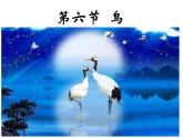 八年级生物 5.1.6鸟课件PPT