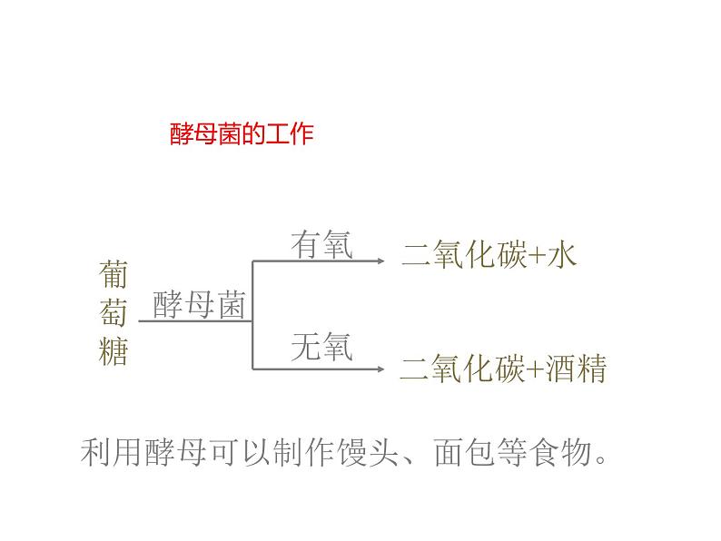 5.4.5人类对细菌和真菌的利用课件06