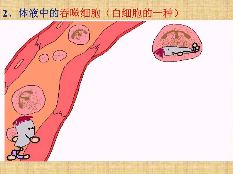 8.1.2免疫与计划免疫课件PPT08