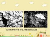 7.3.3生物进化的原因课件PPT