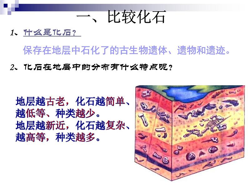 7.3.2生物进化的历程课件PPT第4页