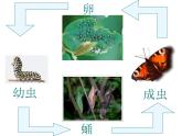 7.1.2昆虫的生殖和发育课件PPT