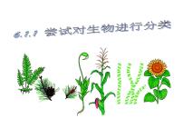 人教版 (新课标)八年级上册第一节 尝试对生物进行分类课前预习ppt课件