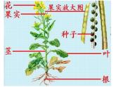 6.1.1尝试对生物进行分类课件PPT