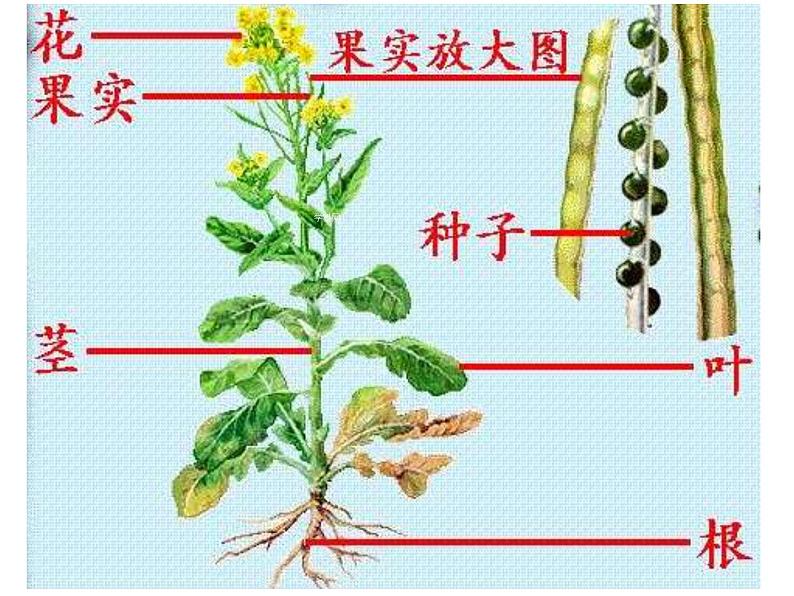 6.1.1尝试对生物进行分类课件PPT04