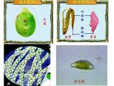 6.1.1尝试对生物进行分类课件PPT