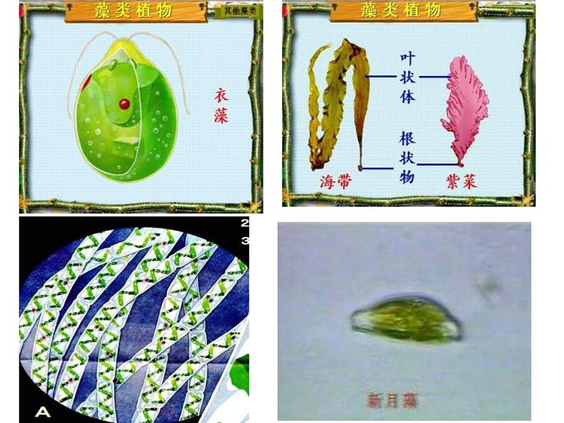 6.1.1尝试对生物进行分类课件PPT05