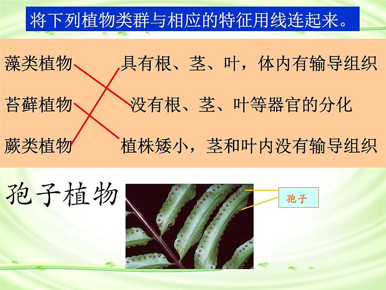 6.1.1尝试对生物进行分类课件PPT08