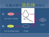 初中生物人教版 (新课标)八年级下册第七单元 生物圈中生命的延续和发展第二章  生物的遗传和变异第三节  基因的显性和隐性授课课件ppt