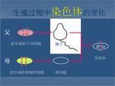 7.2.3基因的显性和隐性课件PPT