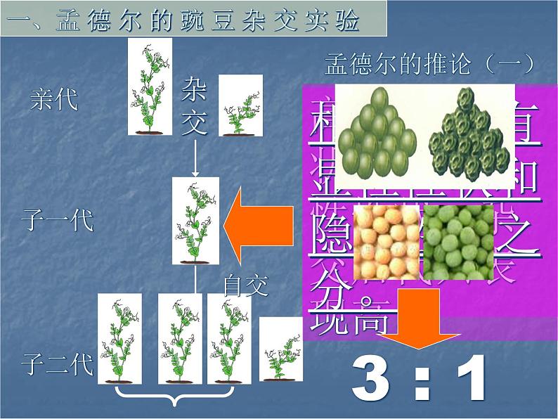 7.2.3基因的显性和隐性课件PPT06