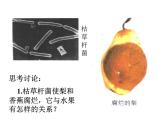 5.4.4细菌和真菌在自然界中的作用课件