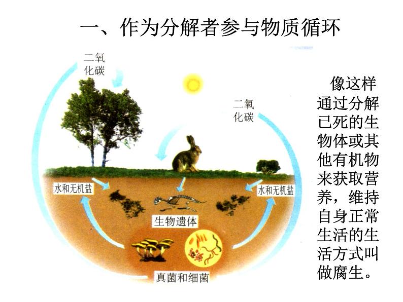 5.4.4细菌和真菌在自然界中的作用课件04