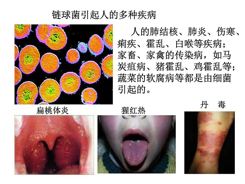 5.4.4细菌和真菌在自然界中的作用课件06