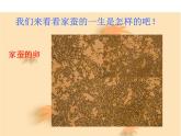 7.1.2昆虫的生殖和发育课件PPT
