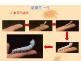 7.1.2昆虫的生殖和发育课件PPT