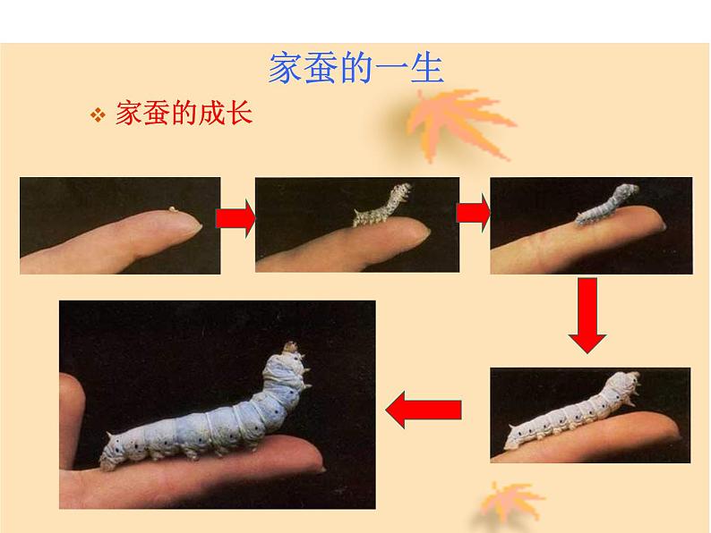 7.1.2昆虫的生殖和发育课件PPT第5页