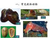 8.1.3软体动物与节肢动物课件PPT