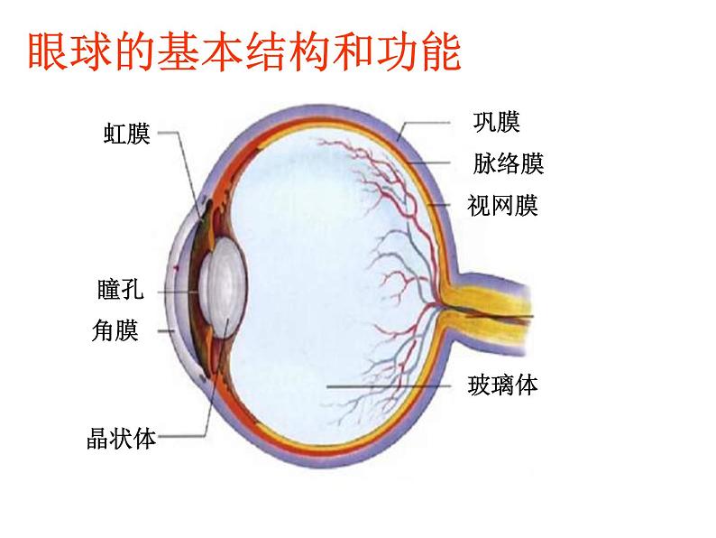 人教版新课标七年级下册第四单元第六章第一节 人体对外界环境的感知课件第2页