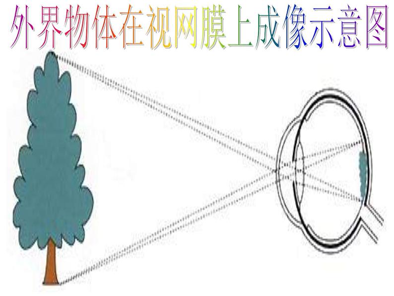 人教版新课标七年级下册第四单元第六章第一节 人体对外界环境的感知课件第4页