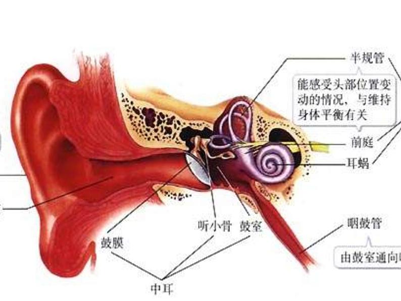 人教版新课标七年级下册第四单元第六章第一节 人体对外界环境的感知课件第8页