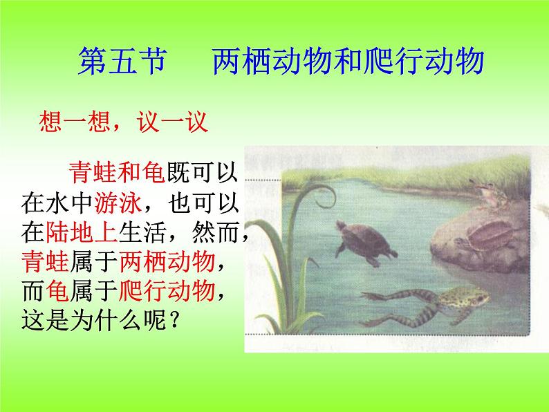 5.1.5 两栖动物和爬行动物课件PPT第1页