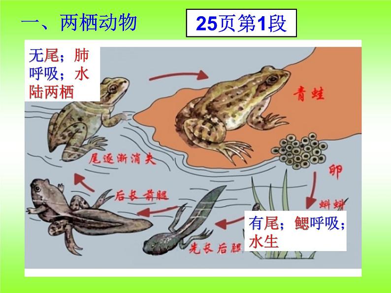 5.1.5 两栖动物和爬行动物课件PPT第2页