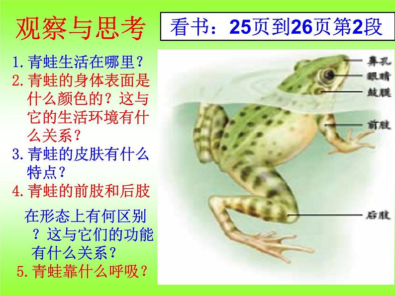 5.1.5 两栖动物和爬行动物课件PPT第4页