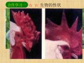 7.2.1基因控制生物的性状课件PPT
