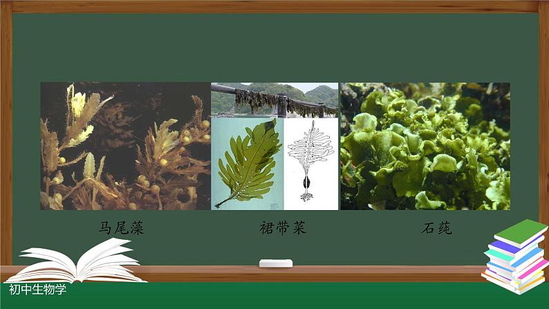 3.1.1藻类、苔藓和蕨类植物 课件   2021--2022学年人教版生物七年级上册第7页