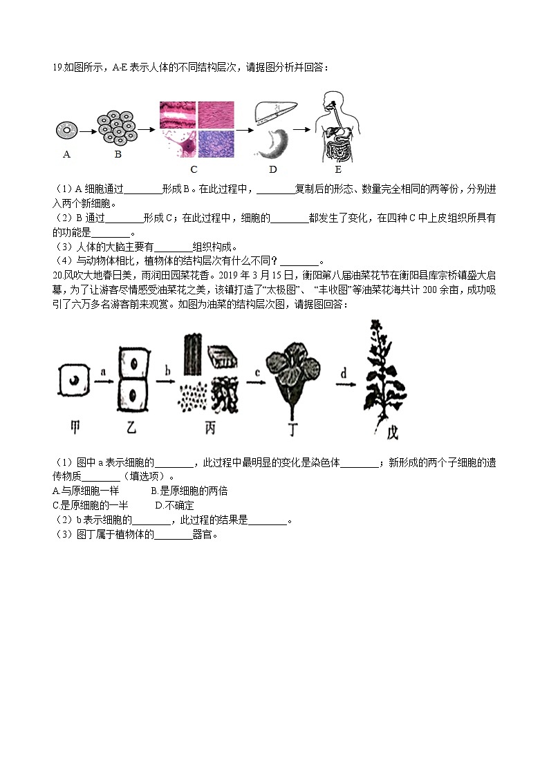 北师大生物七年级上册 2.4.2生物体的器官、系统 同步训练（含解析）03