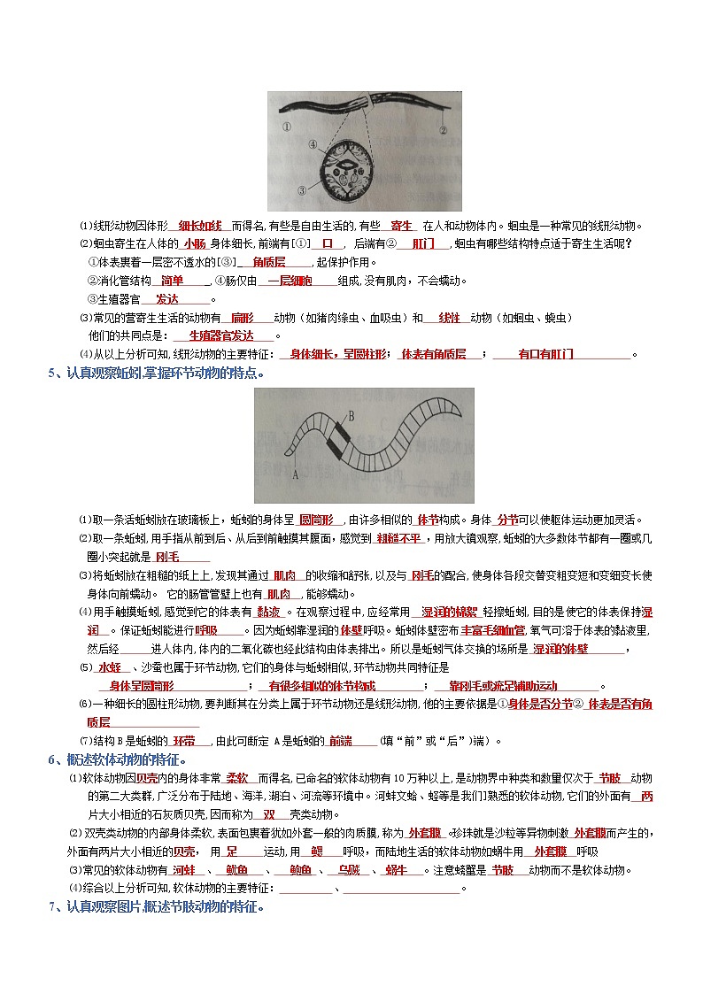 专题05 生物圈中的其他生物-2022年中考生物必背知识清单（含答案）学案第2页