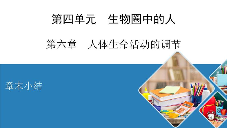 2020--2021学年人教版生物七年级下册第六章人体生命活动的调节复习课件01