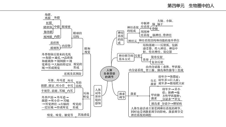 2020--2021学年人教版生物七年级下册第六章人体生命活动的调节复习课件03